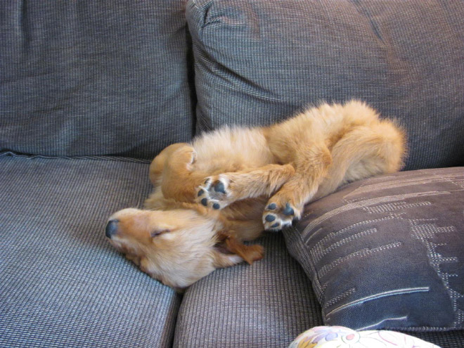 Dogs That Managed To Fall Asleep In Hilariously Awkward Positions