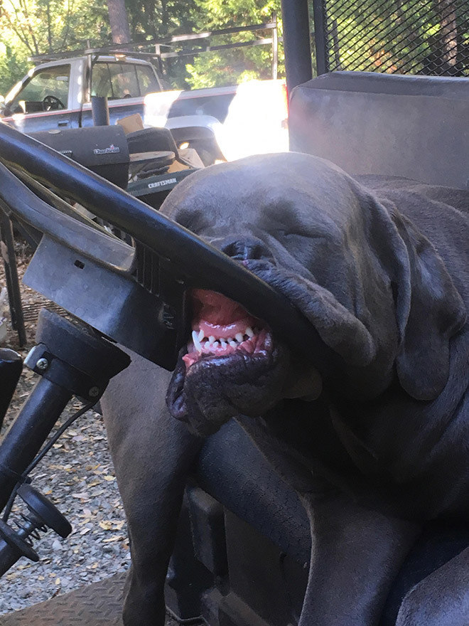 Dogs That Managed To Fall Asleep In Hilariously Awkward Positions