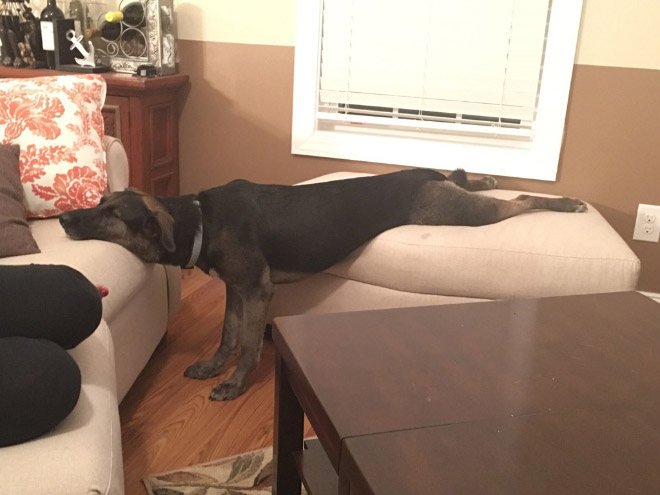 Dogs That Managed To Fall Asleep In Hilariously Awkward Positions