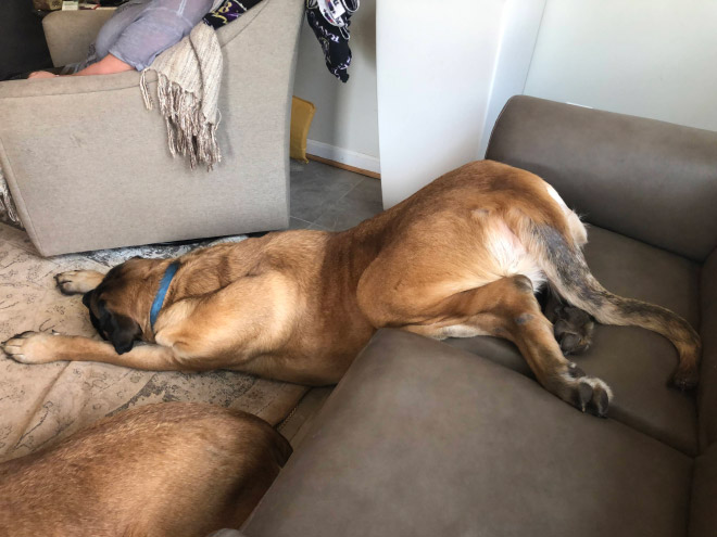 Dogs That Managed To Fall Asleep In Hilariously Awkward Positions