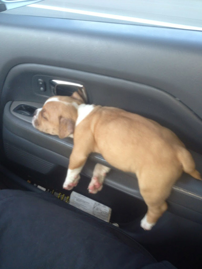 Dogs That Managed To Fall Asleep In Hilariously Awkward Positions