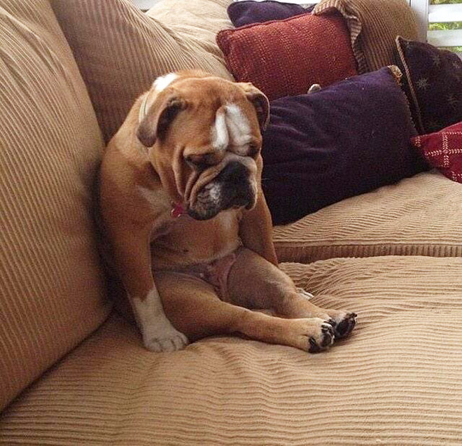Dogs That Managed To Fall Asleep In Hilariously Awkward Positions