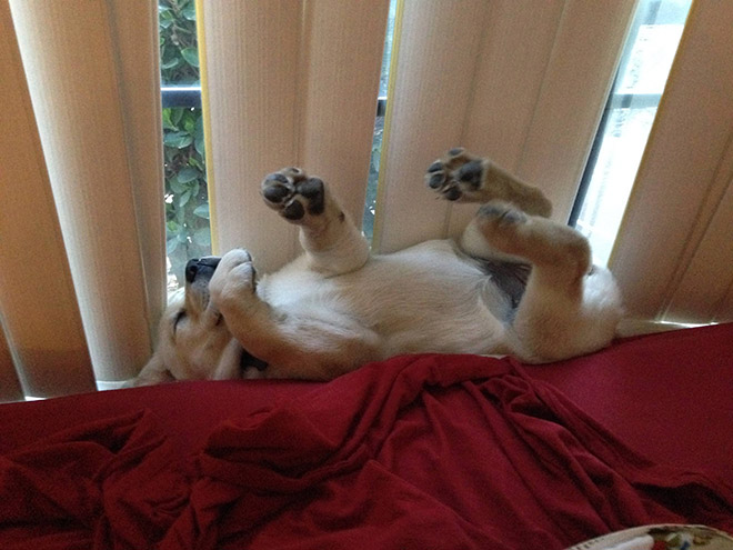 Dogs That Managed To Fall Asleep In Hilariously Awkward Positions