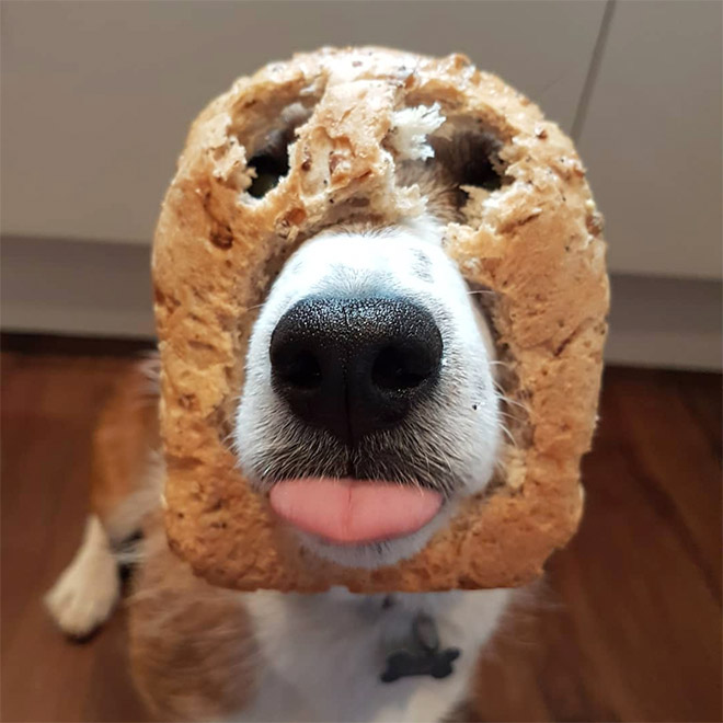 Dogs Wearing Bread Masks