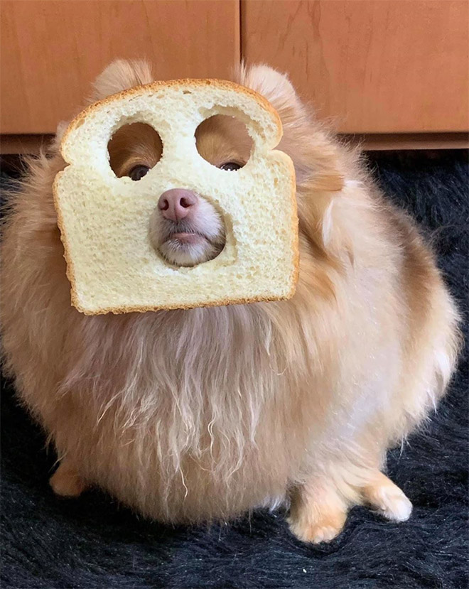 Dogs Wearing Bread Masks