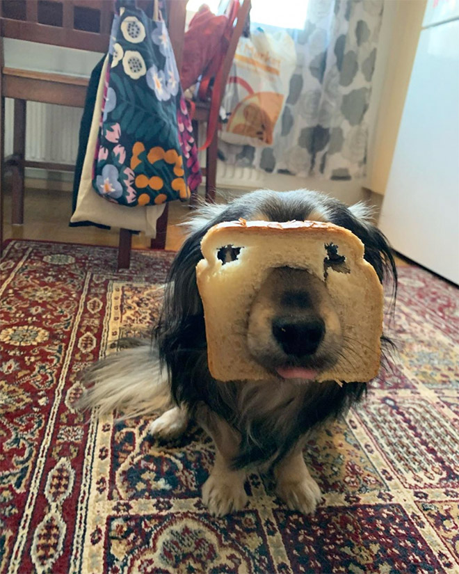Dogs Wearing Bread Masks