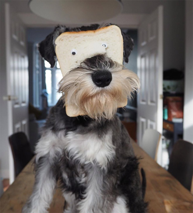 Dogs Wearing Bread Masks
