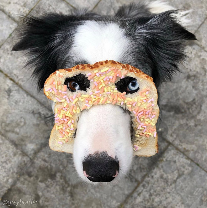 Dogs Wearing Bread Masks