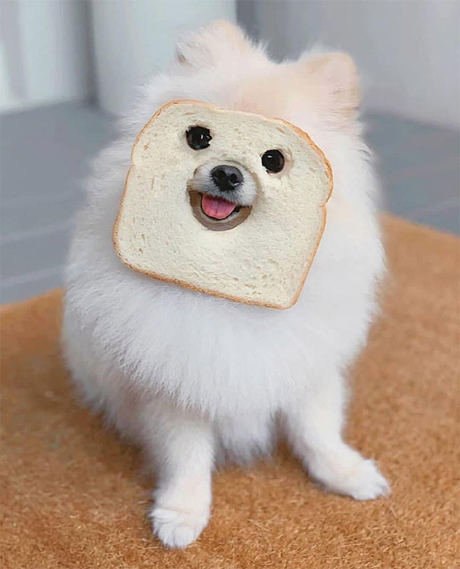Dogs Wearing Bread Masks