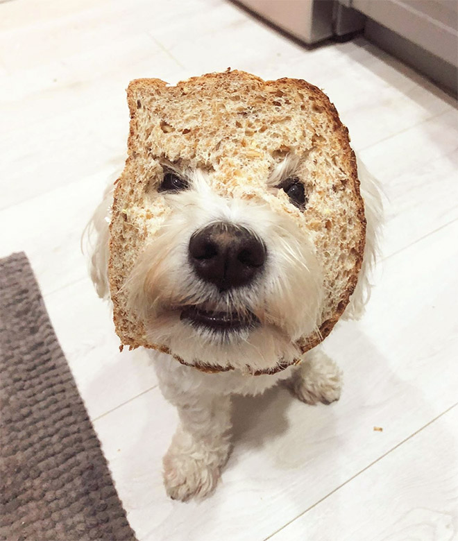 Dogs Wearing Bread Masks