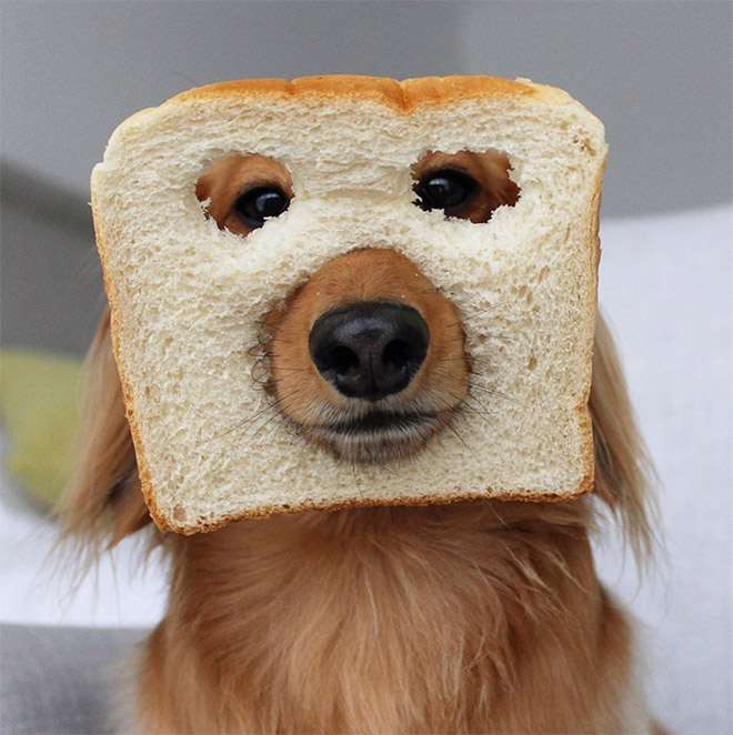 Dogs Wearing Bread Masks