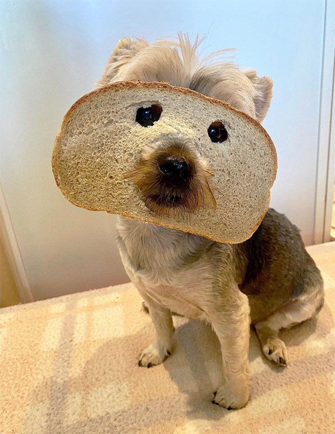 Dogs Wearing Bread Masks