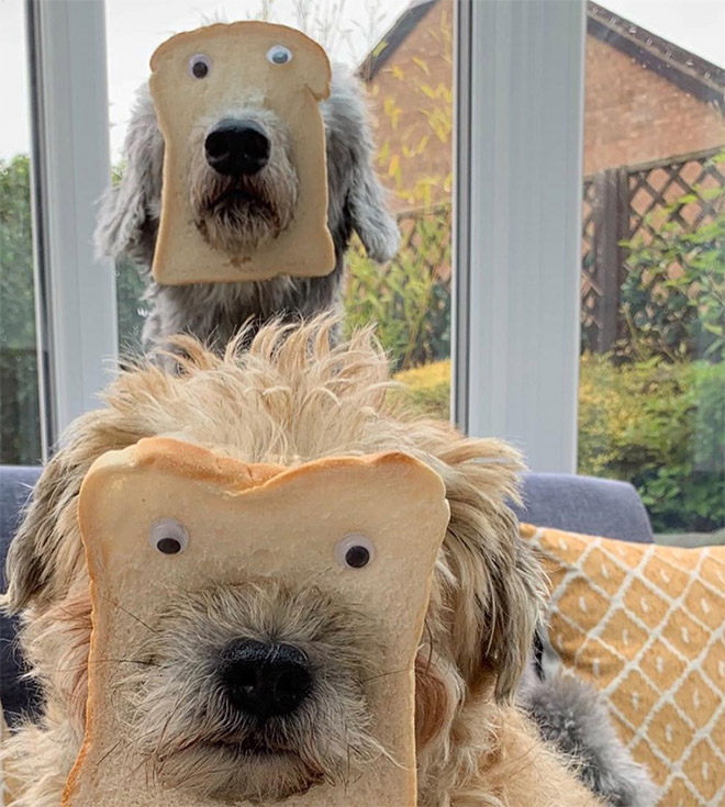 Dogs Wearing Bread Masks
