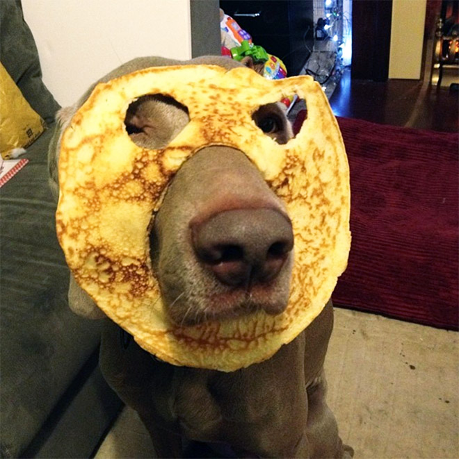 Dogs Wearing Bread Masks