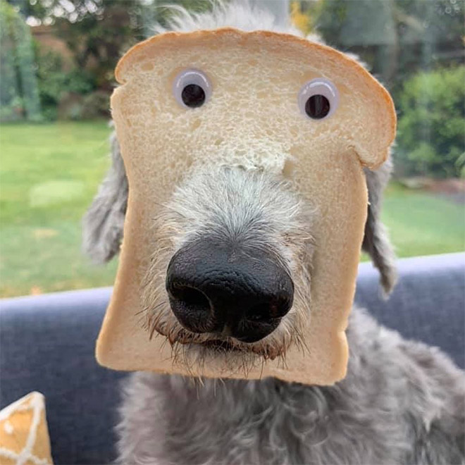 Dogs Wearing Bread Masks