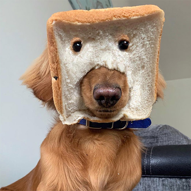 Dogs Wearing Bread Masks