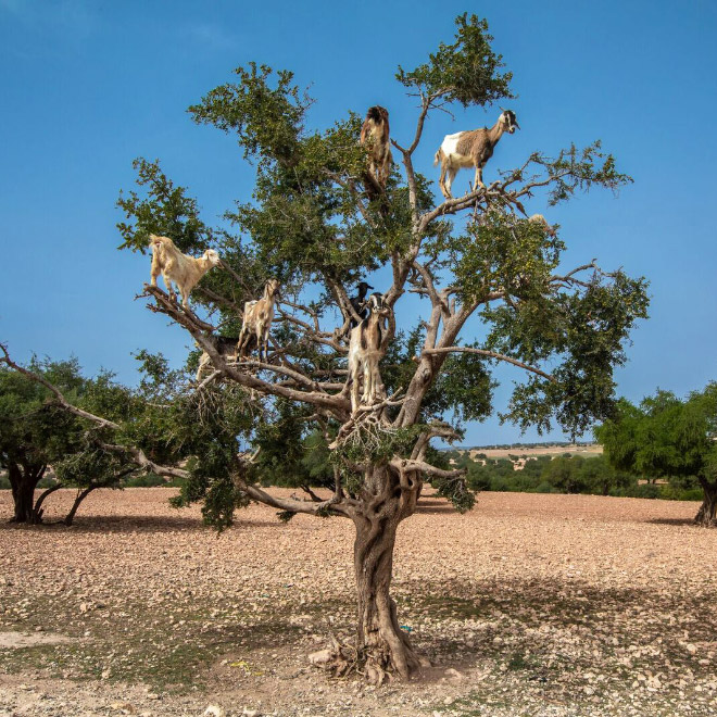 Finally! 2021 “Goats In Trees” Calendar Is Here!