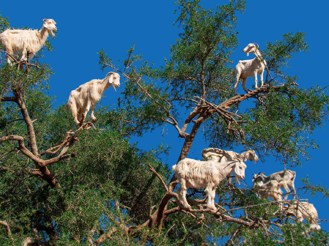 Finally! 2021 “Goats In Trees” Calendar Is Here!