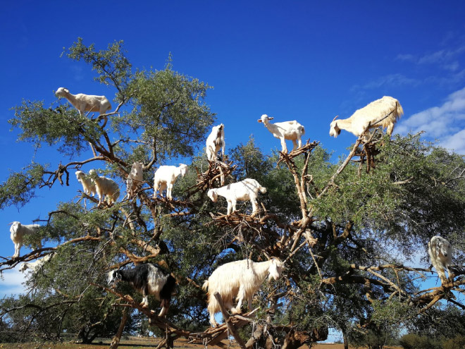Finally! 2021 “Goats In Trees” Calendar Is Here!