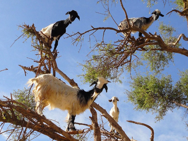 Finally! 2021 “Goats In Trees” Calendar Is Here!