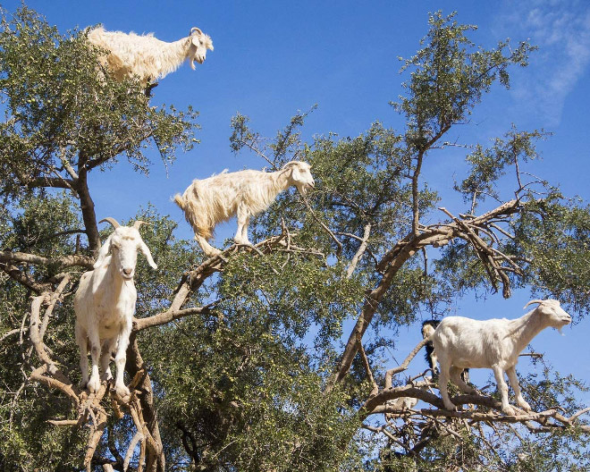 Finally! 2021 “Goats In Trees” Calendar Is Here!