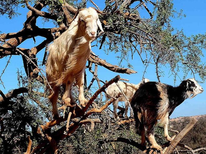 Finally! 2021 “Goats In Trees” Calendar Is Here!