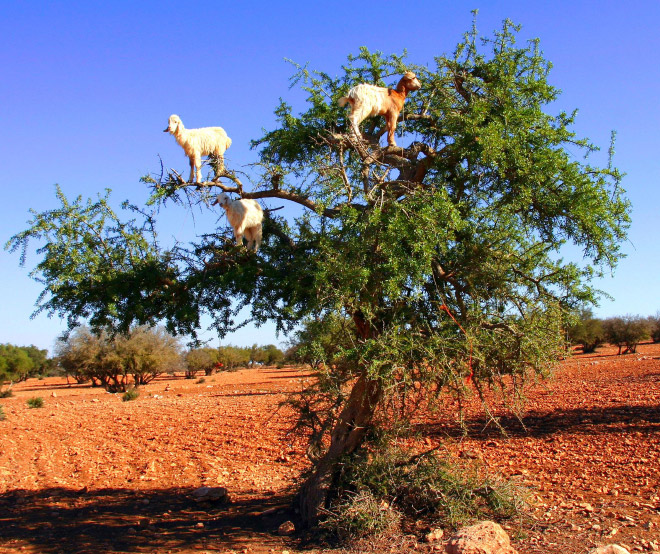 Finally! 2021 “Goats In Trees” Calendar Is Here!