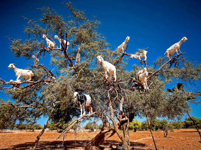 Finally! 2021 “Goats In Trees” Calendar Is Here!
