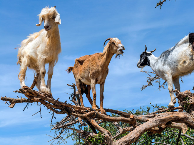 Finally! 2021 “Goats In Trees” Calendar Is Here!