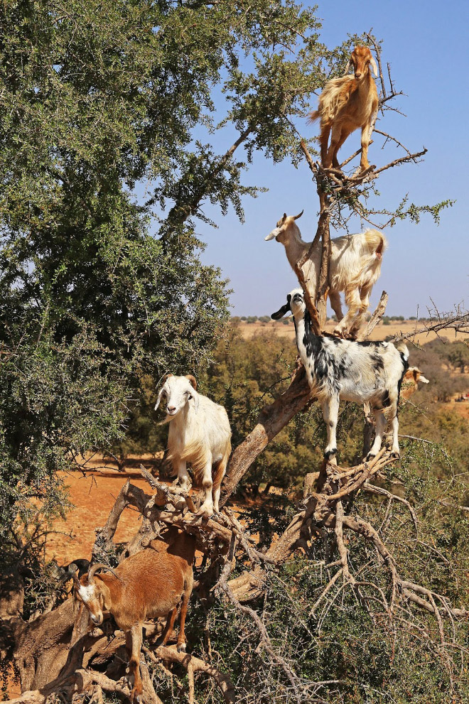 Finally! 2021 “Goats In Trees” Calendar Is Here!