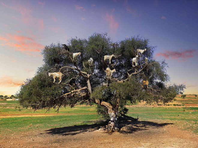 Finally! 2021 “Goats In Trees” Calendar Is Here!
