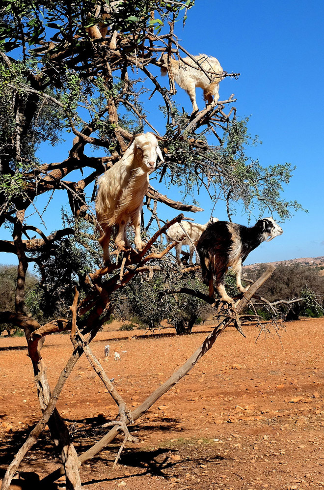 Finally! 2021 “Goats In Trees” Calendar Is Here!