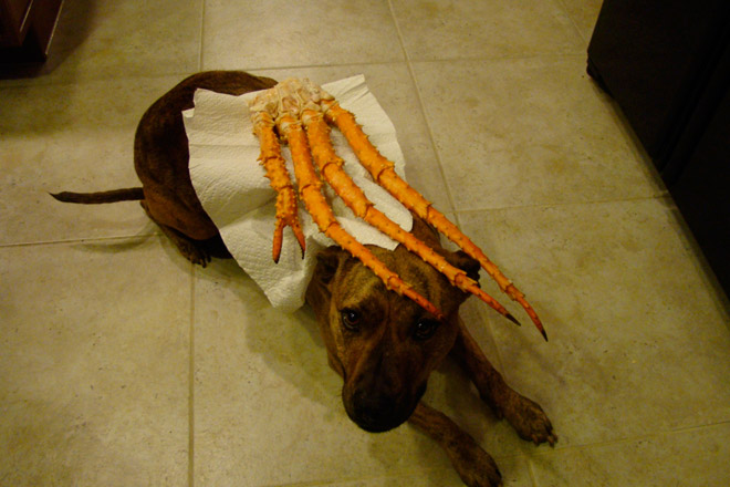 Food on My Dog