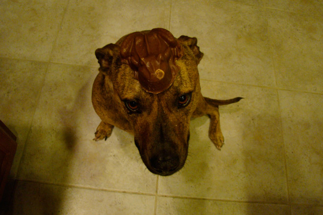 Food on My Dog
