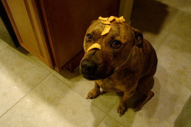Food on My Dog