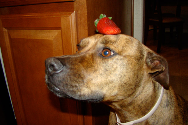 Food on My Dog