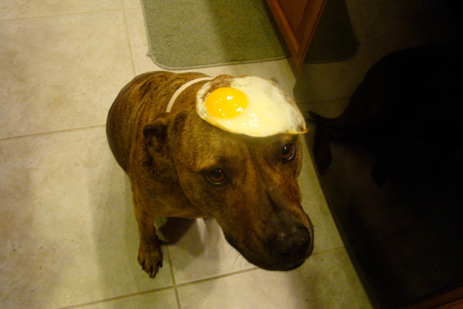 Food on My Dog