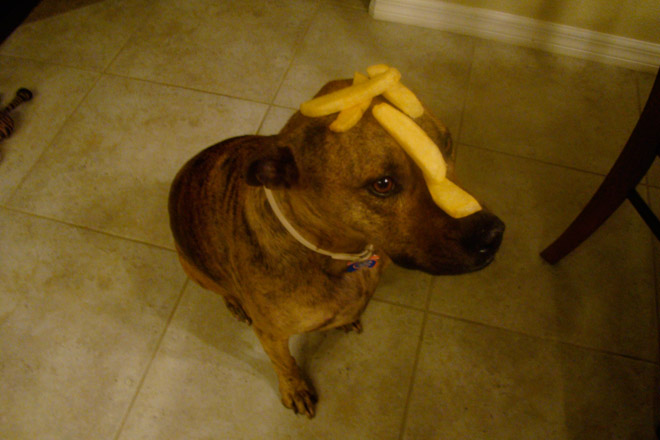 Food on My Dog