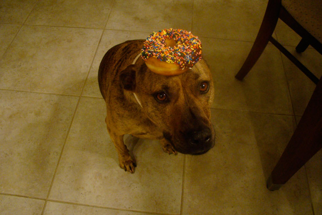 Food on My Dog
