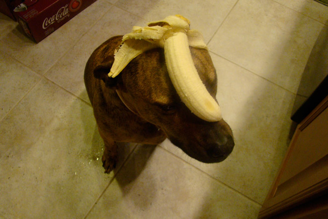 Food on My Dog