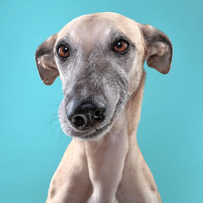 Funny And Playful Dog Portraits by Elke Vogelsang