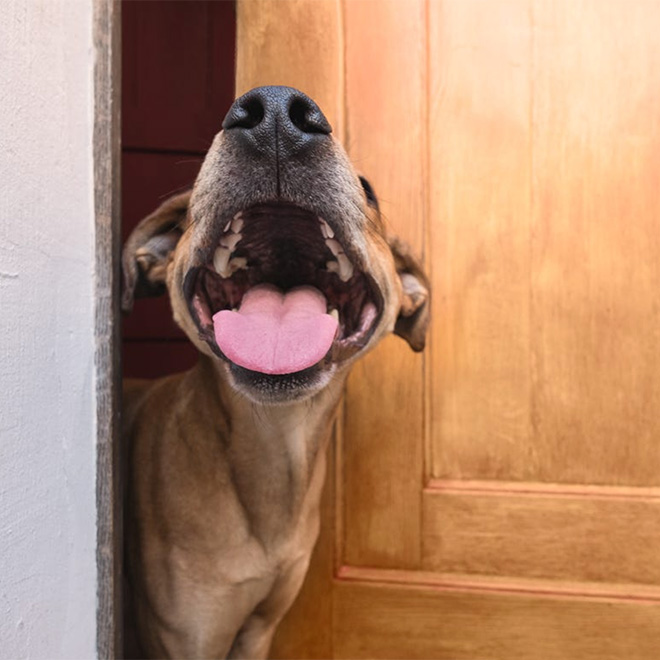 Funny And Playful Dog Portraits by Elke Vogelsang