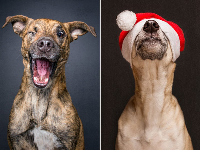 Funny And Playful Dog Portraits by Elke Vogelsang