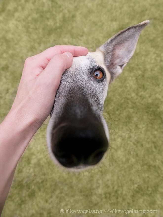 Funny And Playful Dog Portraits by Elke Vogelsang