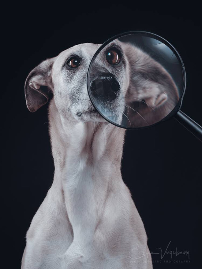 Funny And Playful Dog Portraits by Elke Vogelsang