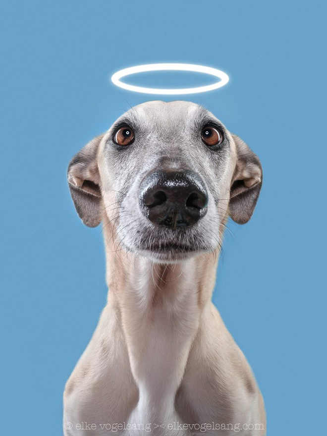 Funny And Playful Dog Portraits by Elke Vogelsang