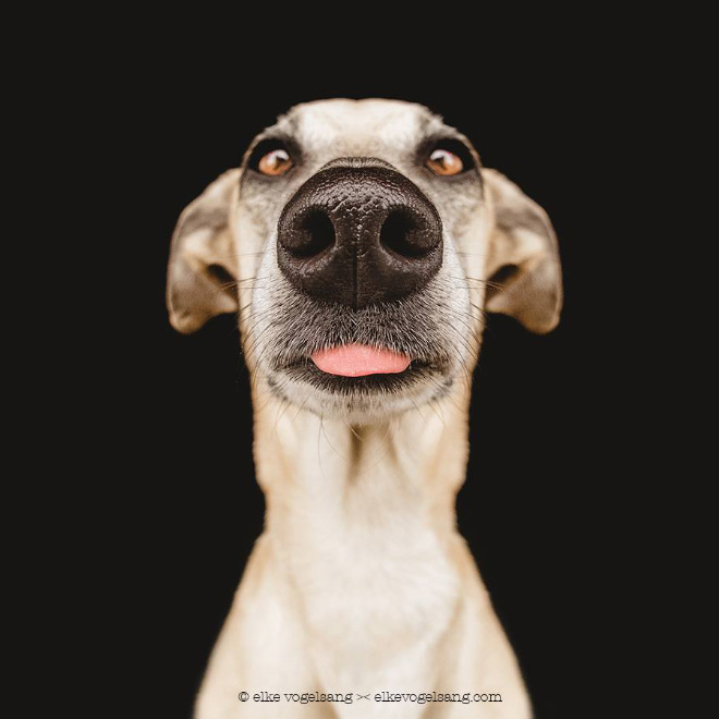 Funny And Playful Dog Portraits by Elke Vogelsang
