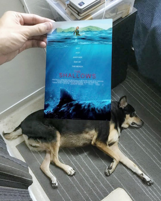 Funny Mashups of Reality And Movie Posters