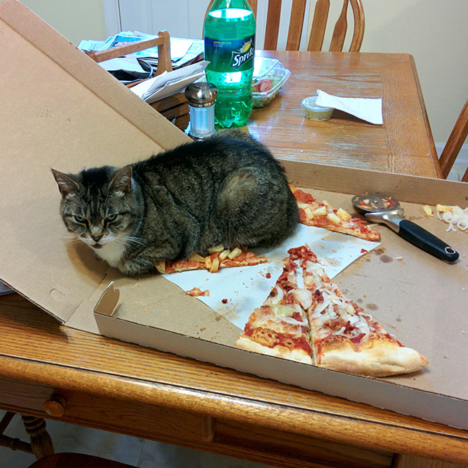Funny Photos That Prove Cats Are The Biggest Jerks