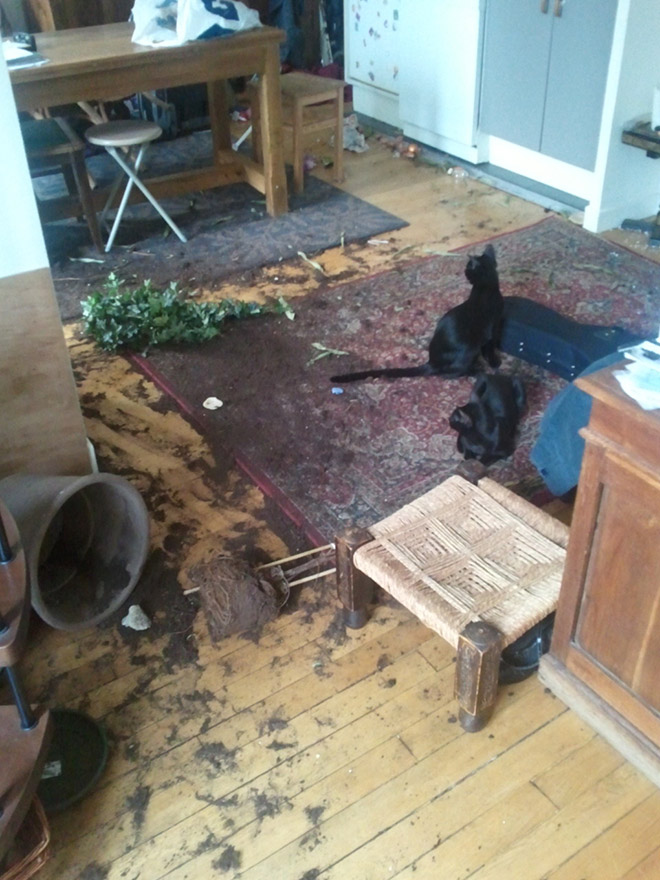 Funny Photos That Prove Cats Are The Biggest Jerks